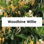 Woodbine Willie