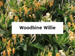 Woodbine Willie