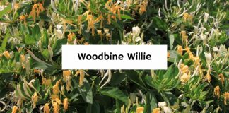 Woodbine Willie