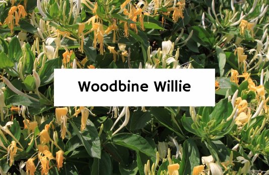 Woodbine Willie