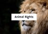 Animal Rights