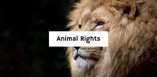 Animal Rights