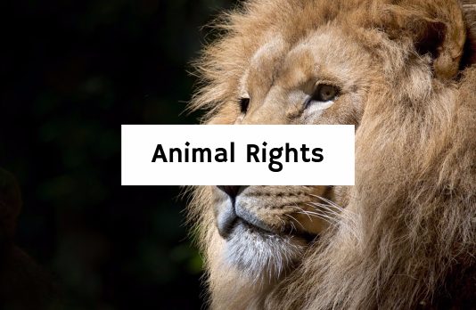 Animal Rights