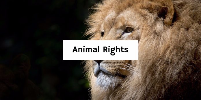 Animal Rights